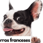 Conoce las mejores razas de perros franceses: características, personalidad y cuidados.