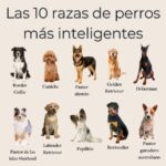 Las 10 razas de perros más obedientes que debes conocer