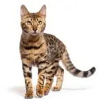 Conoce todo sobre la fascinante raza de gato tipo leopardo