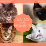 Las Razas de Gatos más Inteligentes: Descubre cuáles lideran el ranking