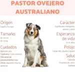 Descubre las mejores razas de perros australianos: Características, cuidados y curiosidades