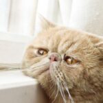 La tristeza en los gatos: ¿Puede ser mortal?