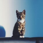 El récord mundial: ¿Cuánto mide el gato más pequeño del mundo?