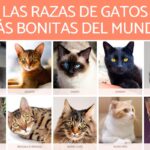 Descubre al Gato más Hermoso del Mundo: Características y Curiosidades