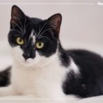Descubre las características y curiosidades de las razas de gatos blancos con negros
