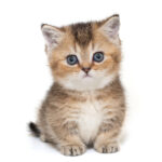 Descubre todo sobre las razas de gatos de patas cortas: sorpréndete con su encanto y personalidad