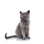 Descubre el encanto del gato británico de pelo corto, una raza única en su personalidad y aspecto físico.