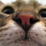 La curiosa razón detrás de la nariz húmeda de los gatos