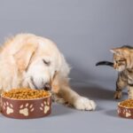 ¿Qué pasa si un gato come croquetas de perro?