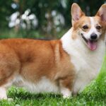 Las Mejores Razas de Perro con Patas Cortas para Tener como Mascota