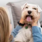 Las mejores opciones de razas de perros peludos medianos para tener como mascota