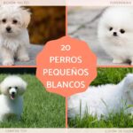 Descubre las mejores razas de perros blancos peludos para tener como mascota
