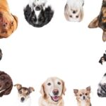 Conoce las razas de perros corrientes más populares y cariñosas para adoptar como tu mascota ideal