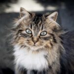 Descubre las características y curiosidades de las razas de gatos alemanes