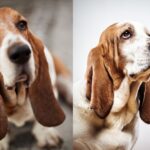 Razas de perros con orejas largas más adorables y populares
