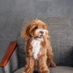 Descubre Las Razas de Perros Más Amigables: Compañeros Perfectos Para Tu Hogar