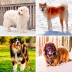 Las 10 mejores razas de perros grandes y peludos para tener como mascota
