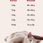 ¿Cuántas veces al día es saludable alimentar a tu gato? Descubre la respuesta aquí