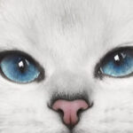 La increíble belleza de los gatos con ojos delineados: conoce las razas más impactantes