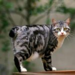 Descubre las fascinantes características de las razas de gatos asiáticos