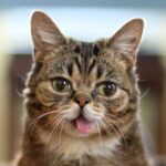 Los felinos más extraños e inusuales del planeta: ¡Descubre los gatos más raros del mundo!
