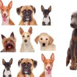 Descubre las 100 razas de perros más populares y su perfil ideal para la convivencia en familia