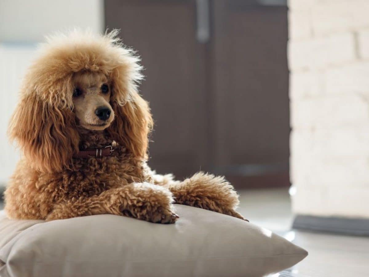 TOP Razas de PERROS con PELO CHINO - ¡Elige tu MASCOTA!