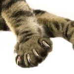 La importancia de las garras de los gatos: ¿para qué sirven?