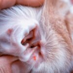 Cómo detectar y tratar los ácaros en las orejas de tu gato: Guía completa