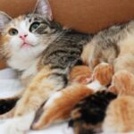 Duración del parto en gatas: todo lo que necesitas saber