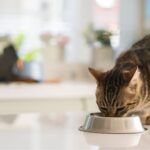 La alimentación de los gatos: ¿Pueden comer carne de cerdo?