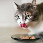 Las claves para alimentar a tu gato bebé: ¿Cuántas veces al día necesita comer?