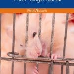 un hamster mordiendo los barrotes de su jaula, por qué los hamsters muerden los barrotes de su jaula