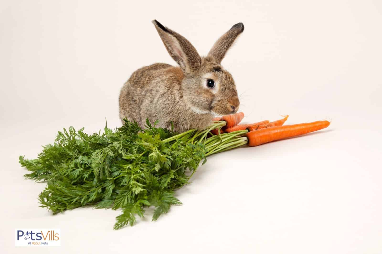 un conejo comiendo alimentos frescos