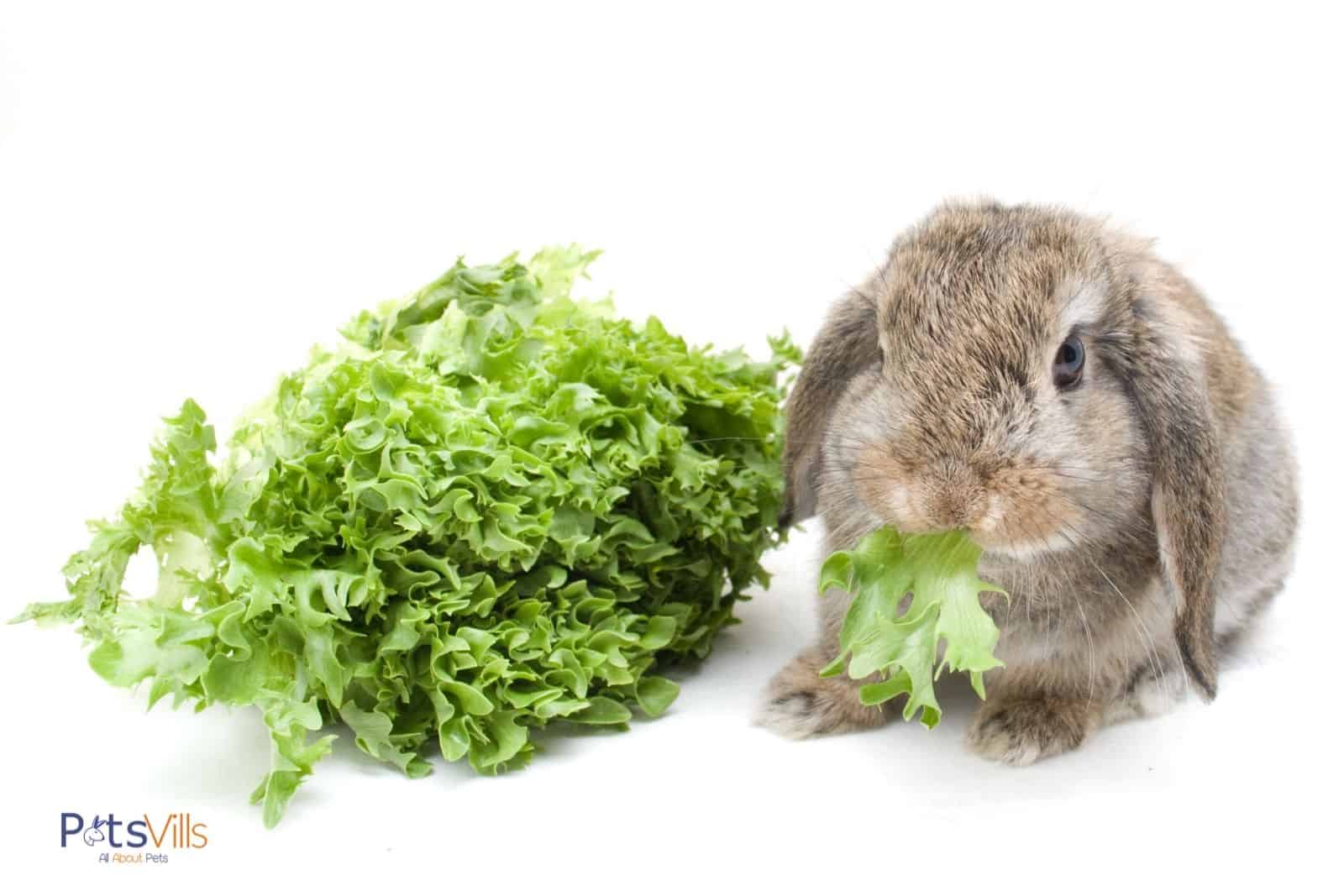 un conejo comiendo hojas