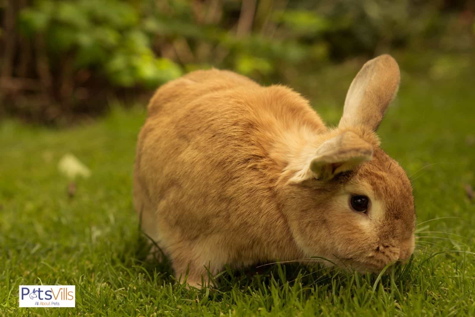 conejo comiendo heno de hierba, qué dar de comer a los conejos