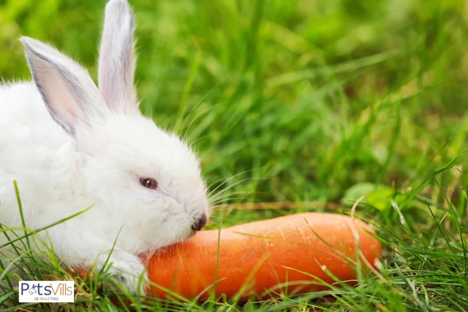 un conejo comiendo zanahoria