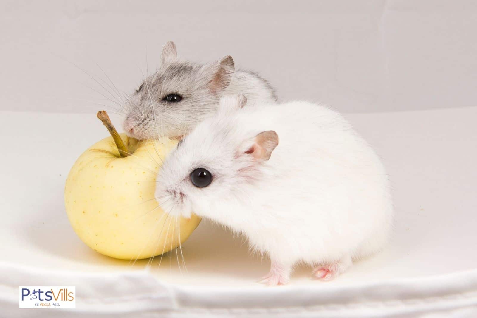 una simpática pareja de hámsters comiendo manzana, guía de consumo de frutas y verduras para hámsters