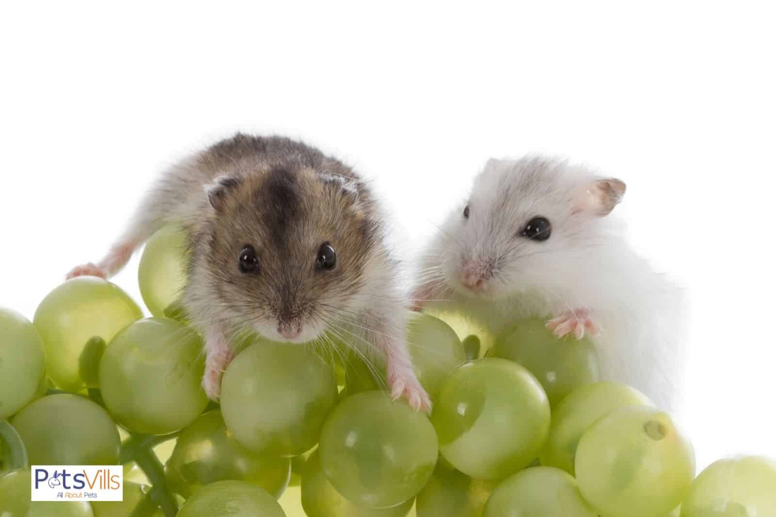 una simpática pareja de hámsters comiendo uvas, la mejor golosina para los hámsters