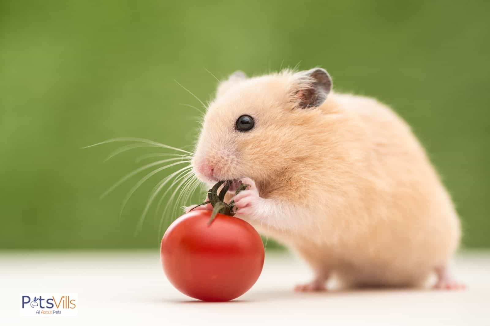 un hámster comiendo tomate