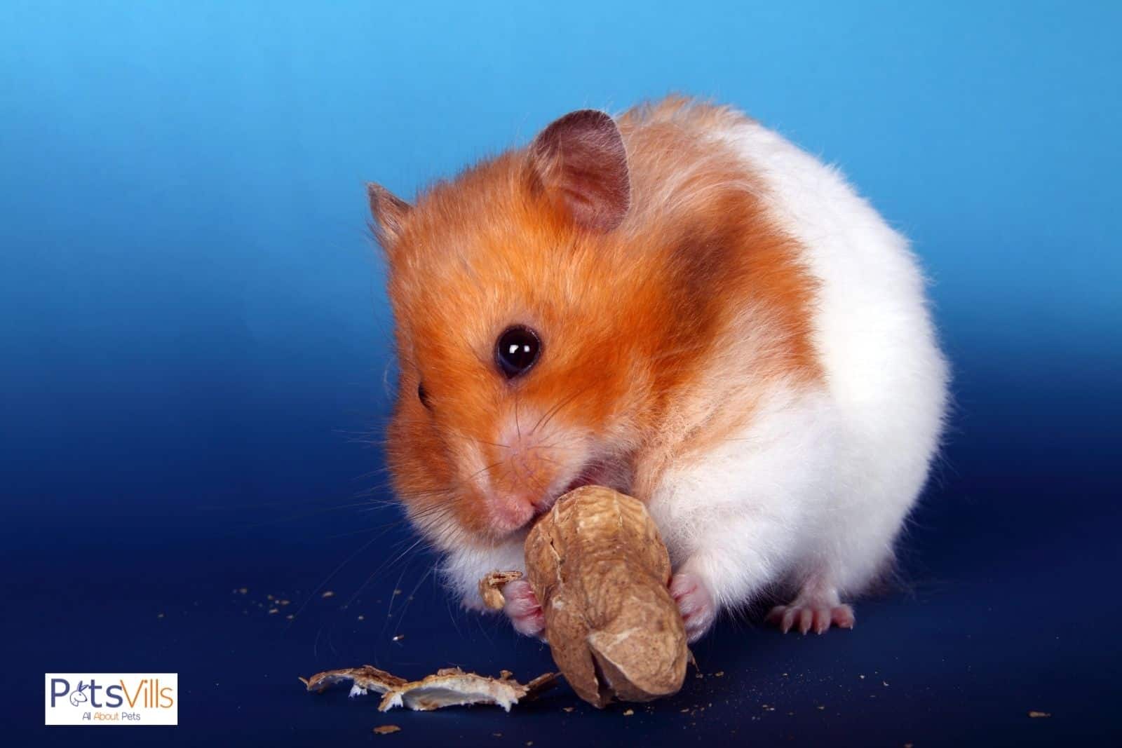 hamster alimentandose de carne.jpg
