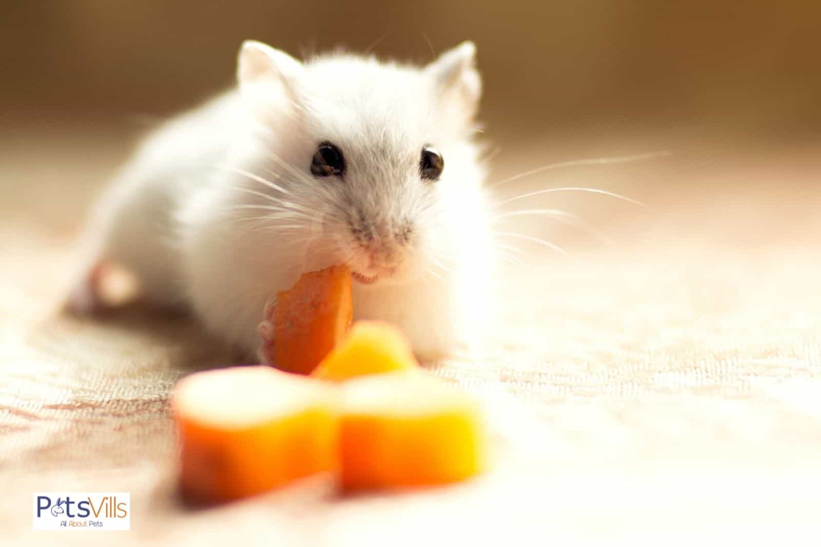 un hamster come zanahoria, ¿pueden los hamsters comer zanahorias?