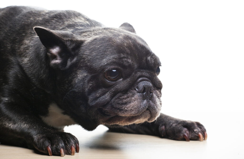 Un bulldog francés mostrando agresividad