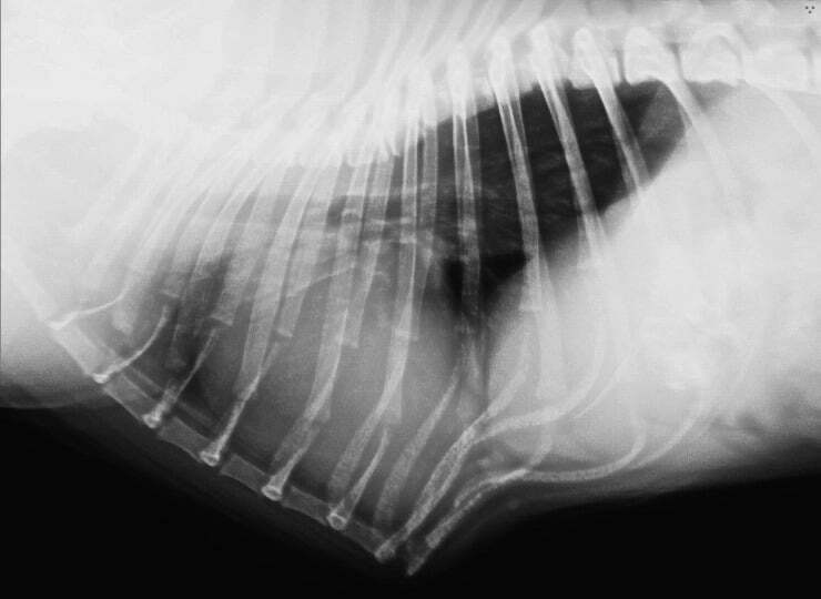 Radiografía de un bulldog francés