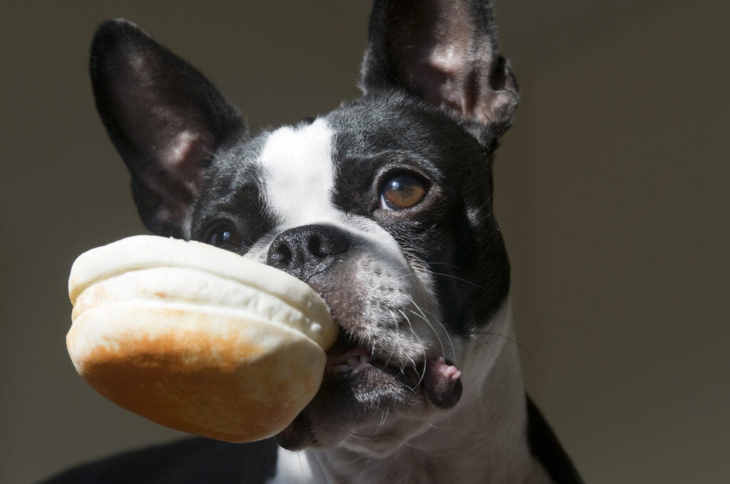 Bulldog francés comiendo galleta