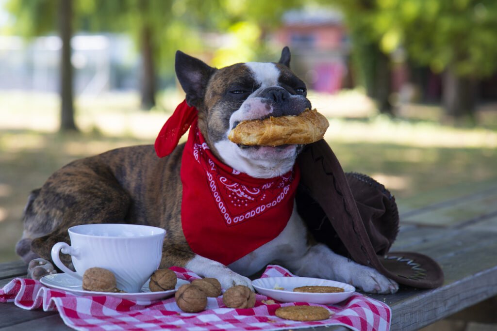 Bulldog francés comiendo pan