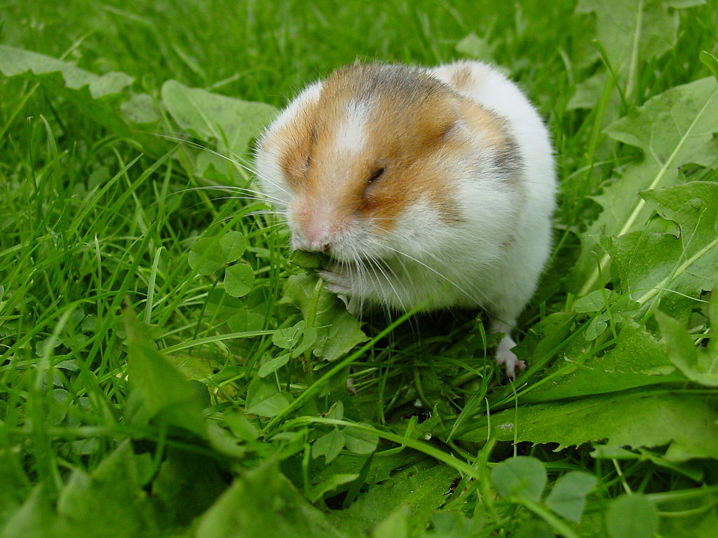 hamster sirio comiendo hoja
