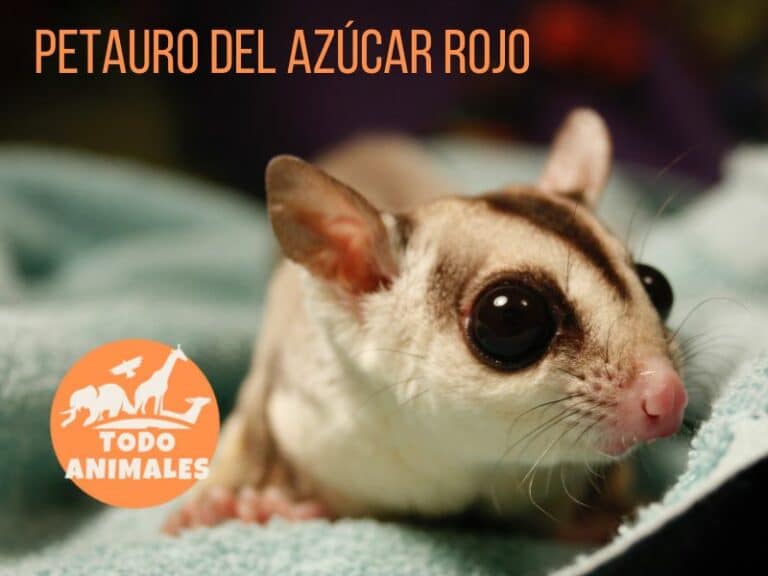 Gu a COMPLETA Para Cuidar Petauros ROJOS Aprende YA gu-a-completa-para-cuidar-petauros-rojos-aprende-ya